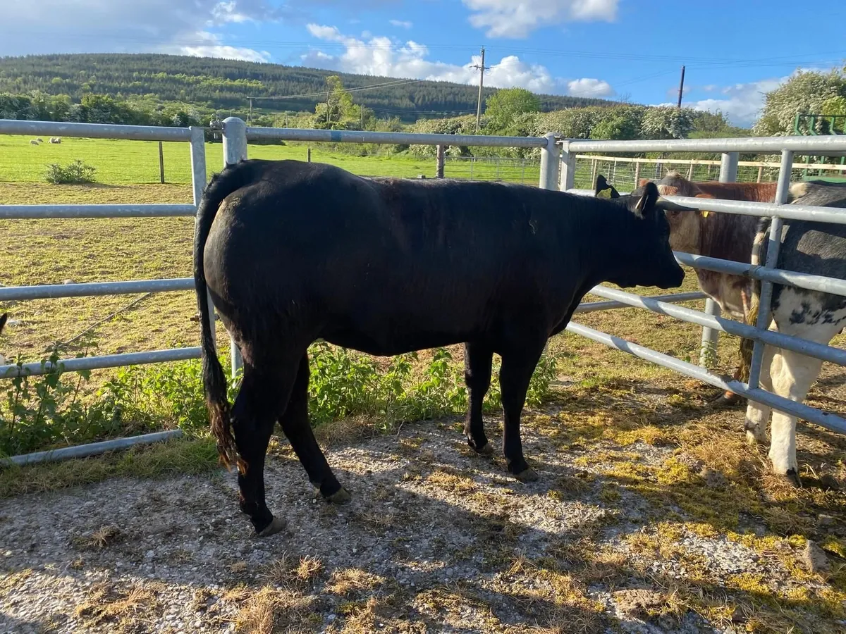 Cattle - Image 2