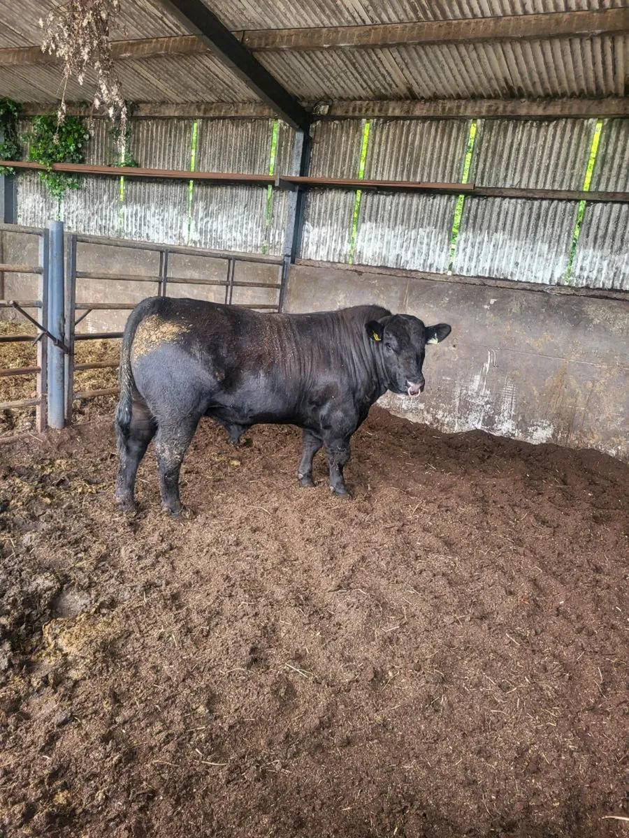 Selection of Pbr AA Bulls - Image 1