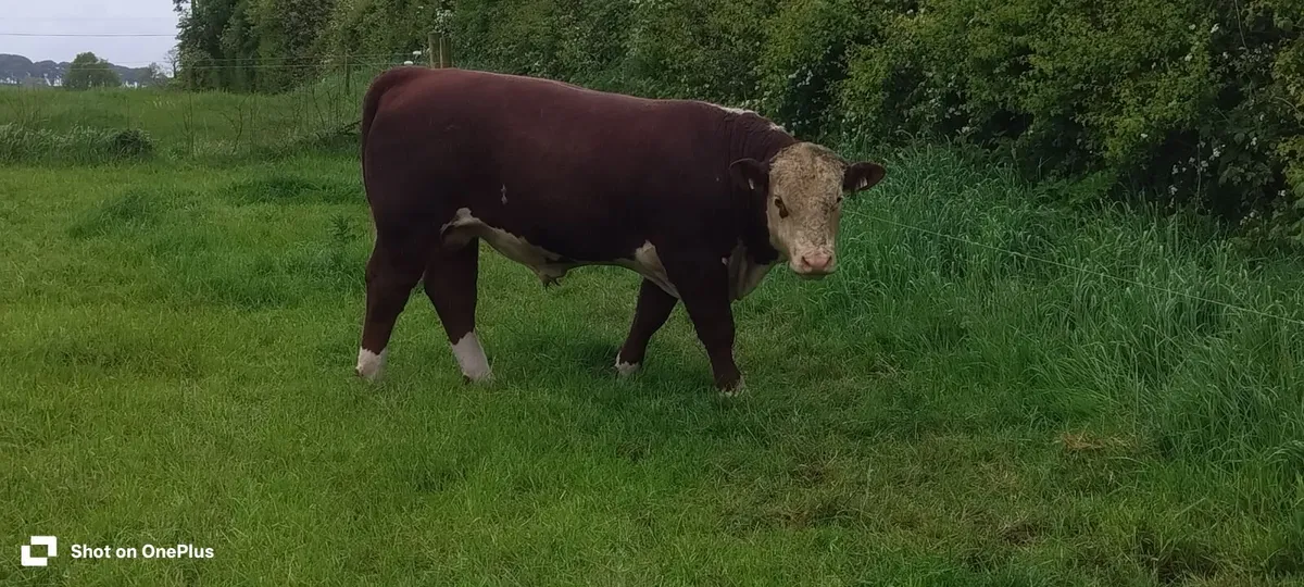 PBR Hereford Bull - Image 2