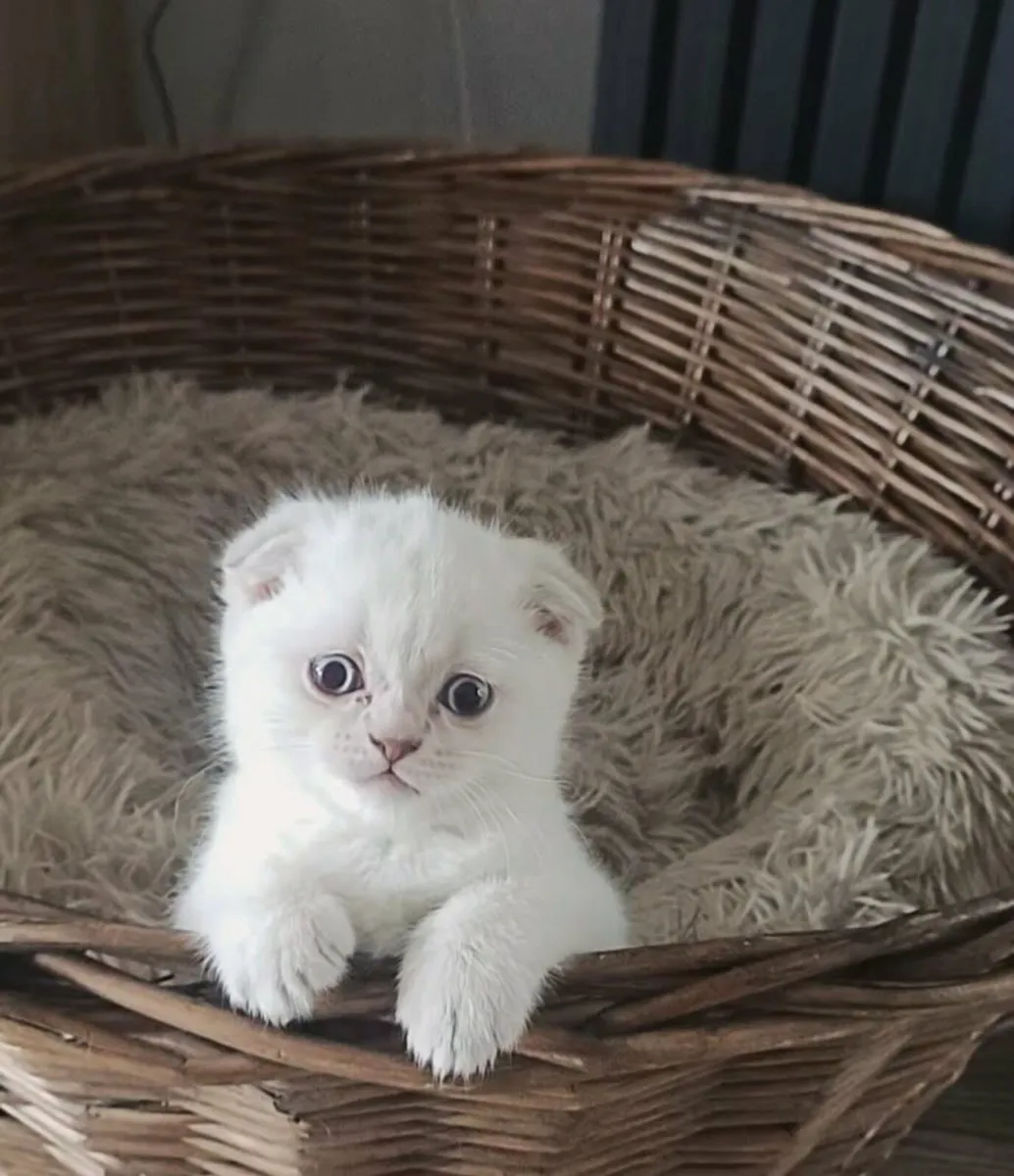 scottish fold kittens for sale - Image 4