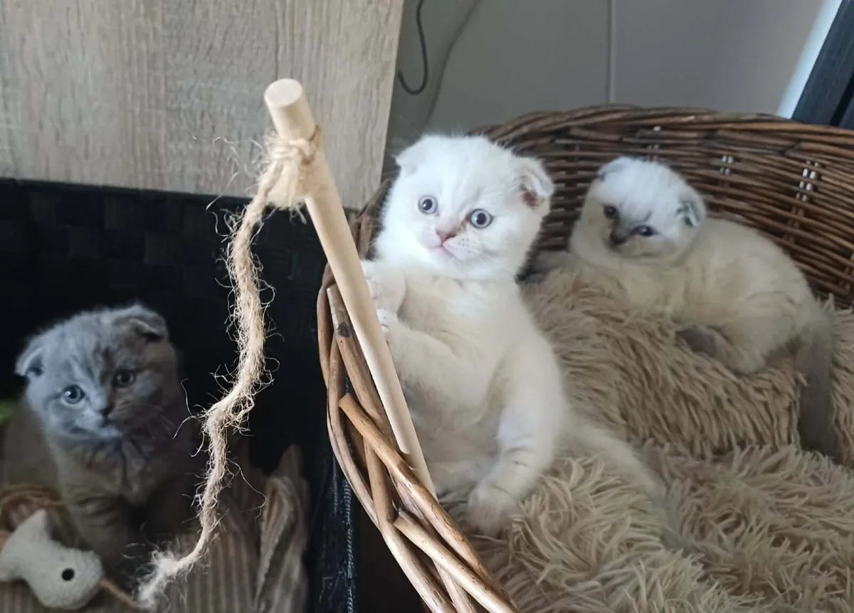 scottish fold kittens for sale - Image 1
