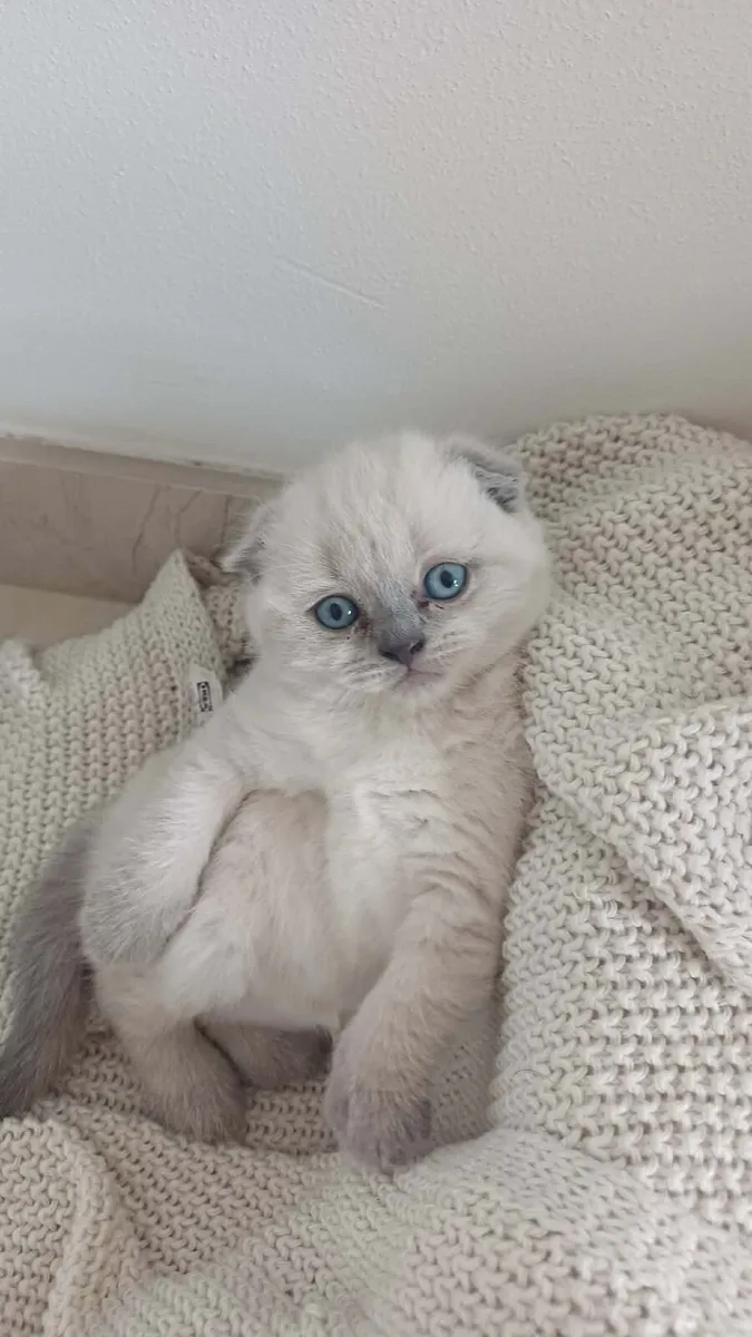 scottish fold kittens for sale - Image 2