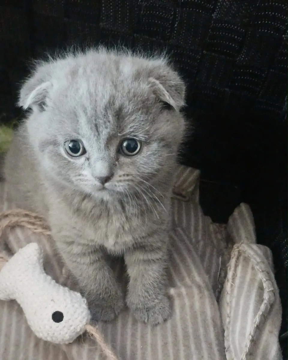 scottish fold kittens for sale - Image 3