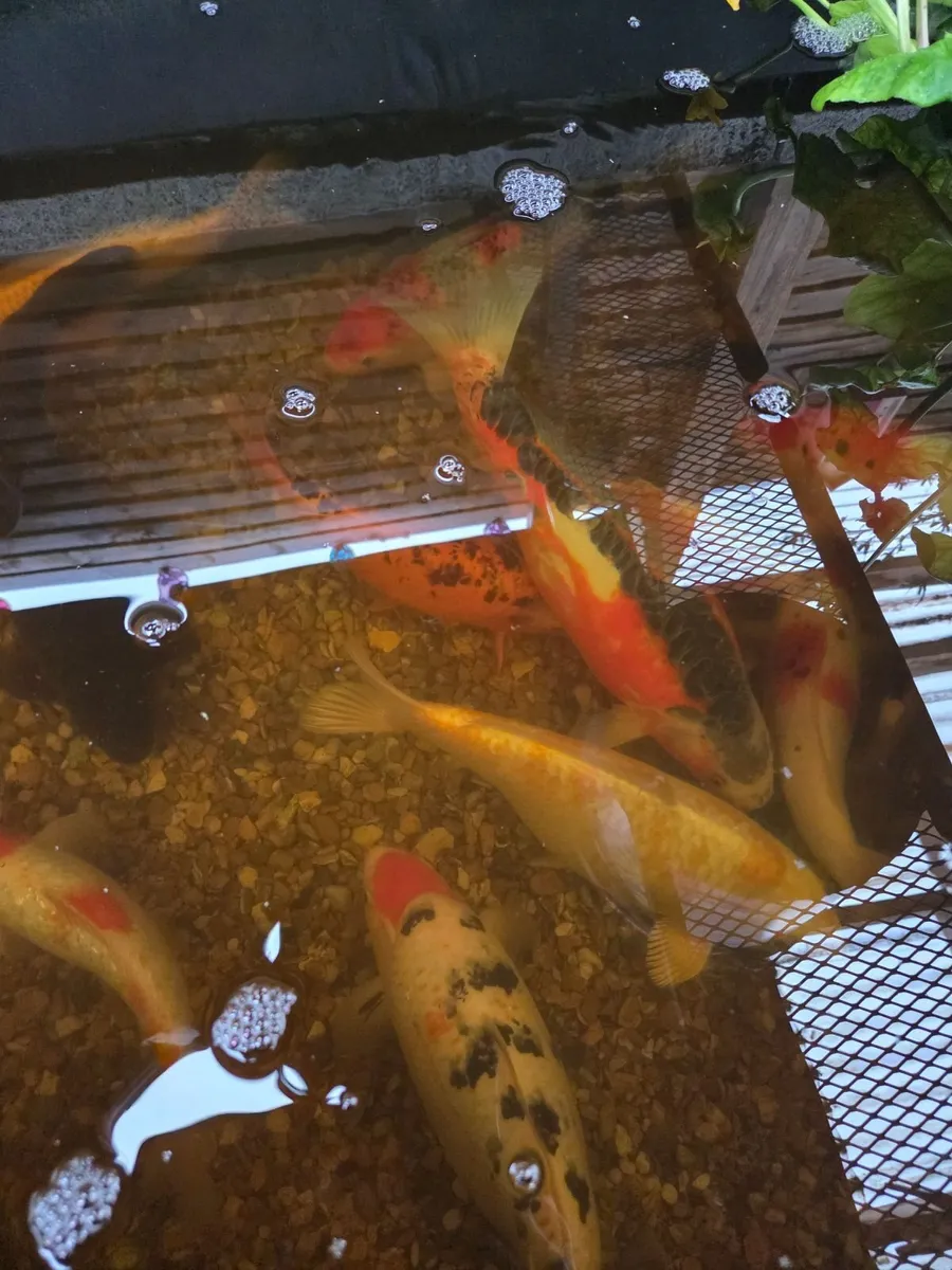 Koi fish - Image 1
