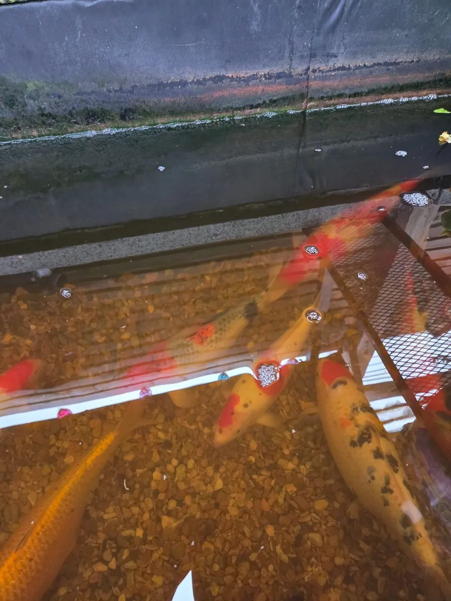 Koi fish - Image 2