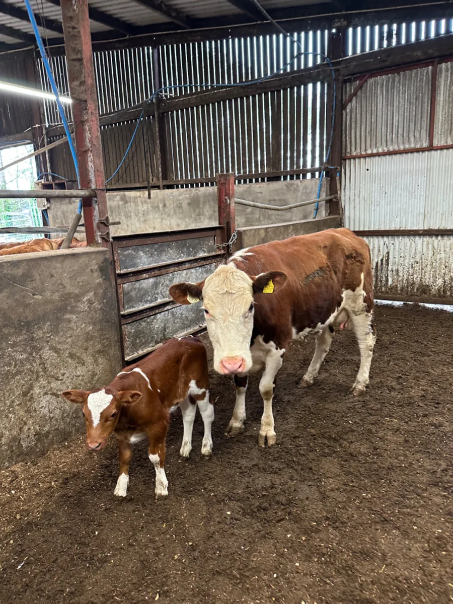 Hereford heifer and Calve - Image 4