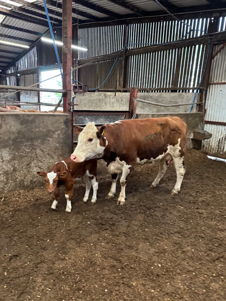Hereford heifer and Calve - Image 3
