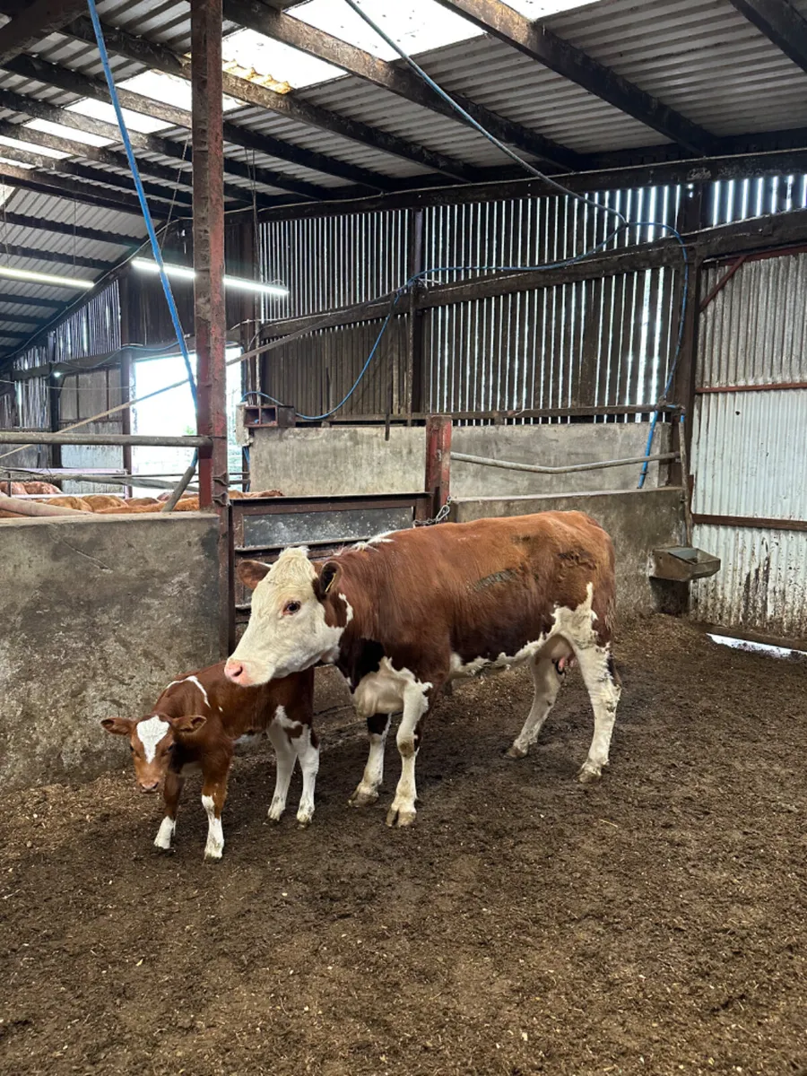Hereford heifer and Calve - Image 1