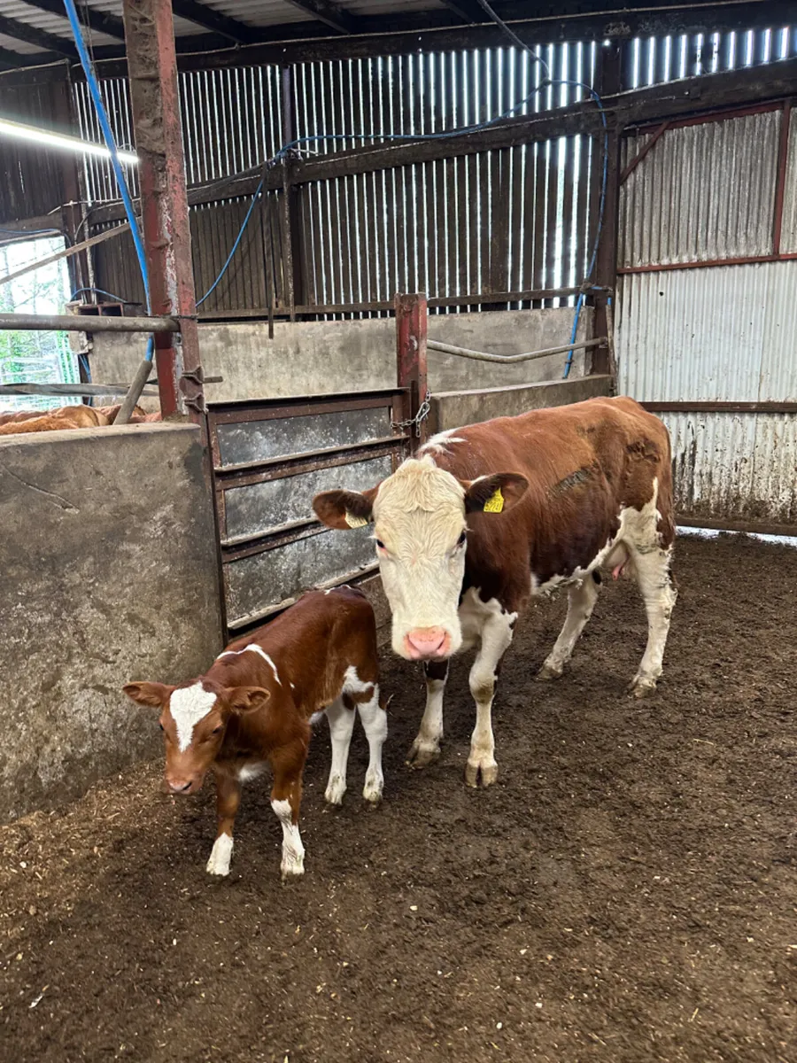 Hereford heifer and Calve - Image 2