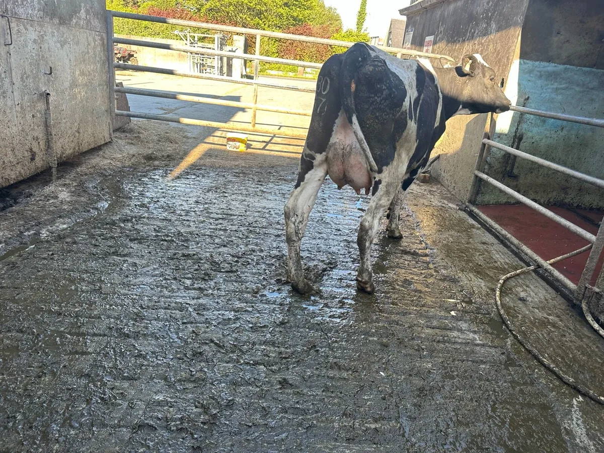 Dairy stock - Image 2