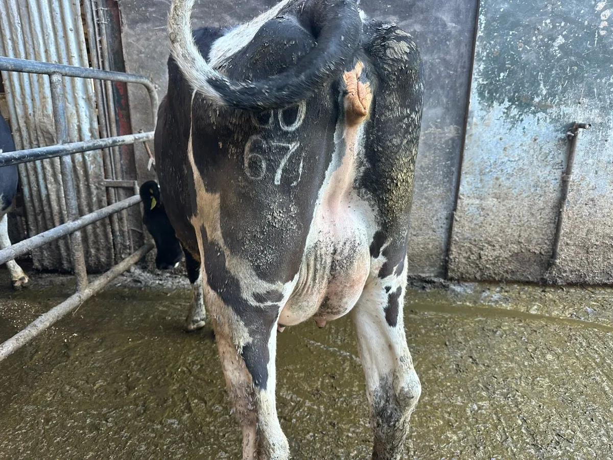 Dairy stock - Image 3