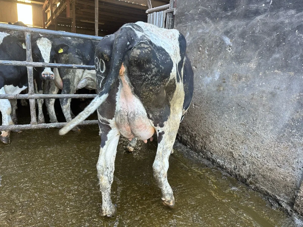 Dairy stock - Image 4