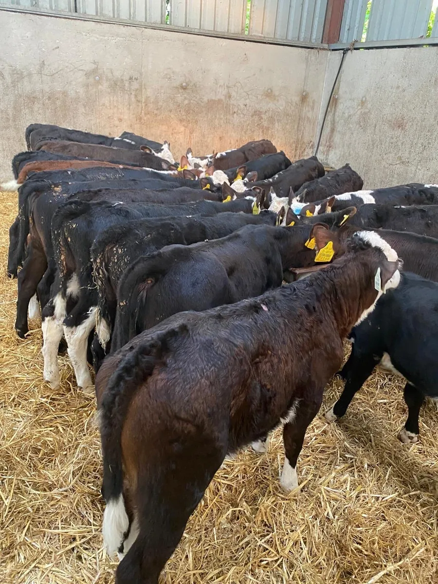 35 Reared Heifers 3-4 Months Old ( No Moves) - Image 1