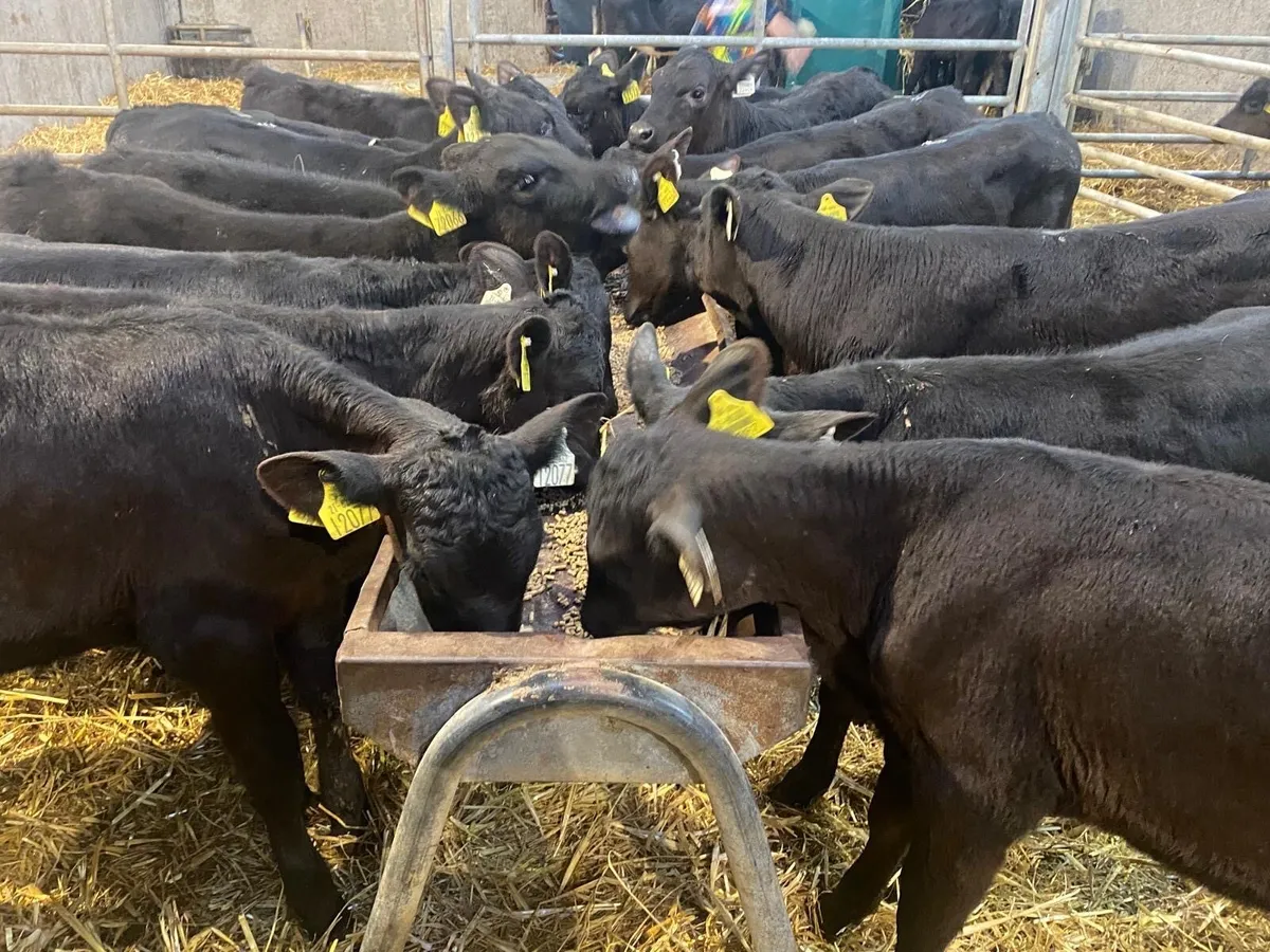 35 Reared Heifers 3-4 Months Old ( No Moves) - Image 2