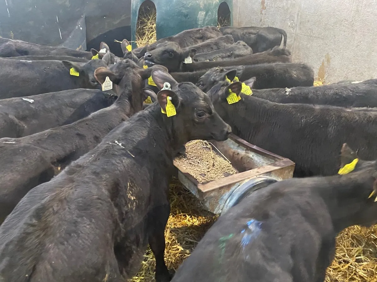 35 Reared Heifers 3-4 Months Old ( No Moves) - Image 3