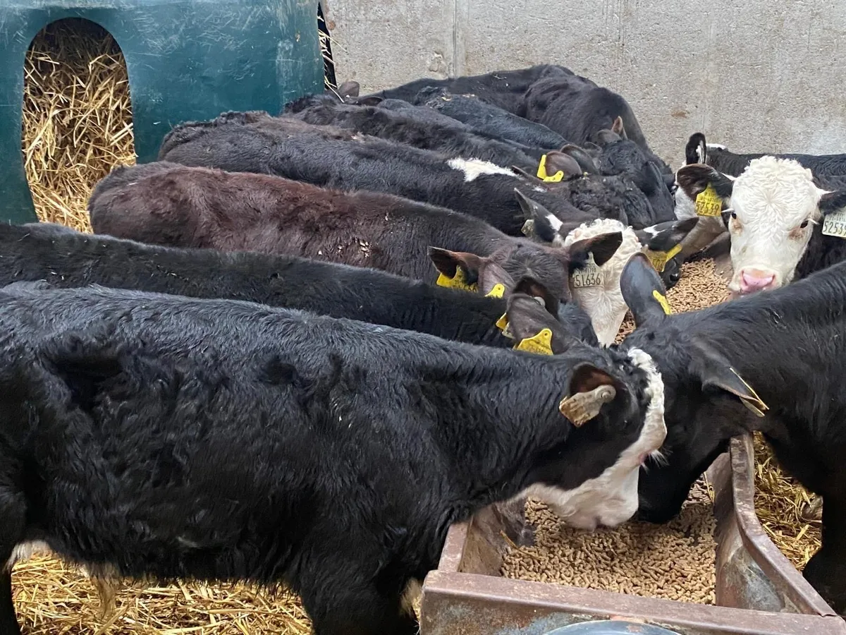 35 Reared Heifers 3-4 Months Old ( No Moves) - Image 4