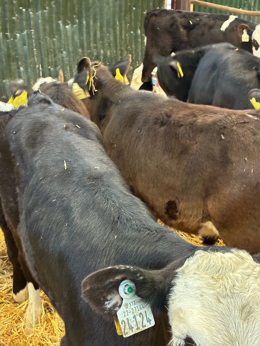 20 SUPER QUALITY REARED HEX/AA/LIM BULL RUNNERS - Image 2