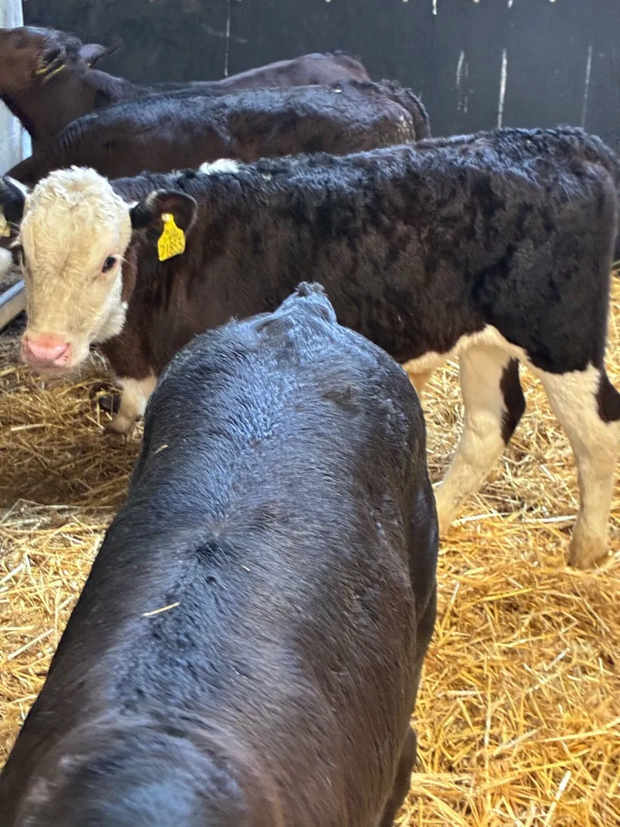 20 SUPER QUALITY REARED HEX/AA/LIM BULL RUNNERS - Image 3