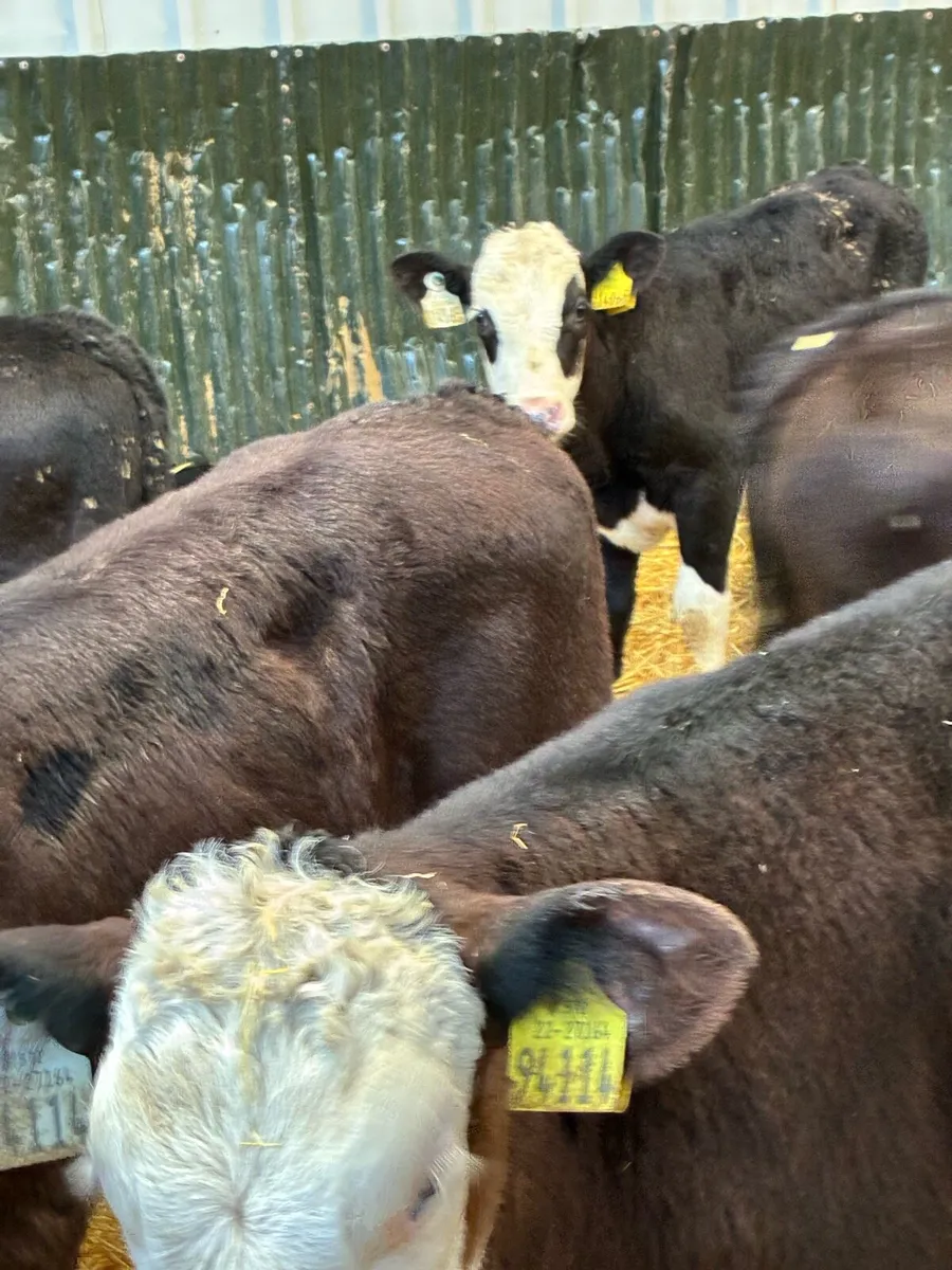 20 SUPER QUALITY REARED HEX/AA/LIM BULL RUNNERS - Image 4