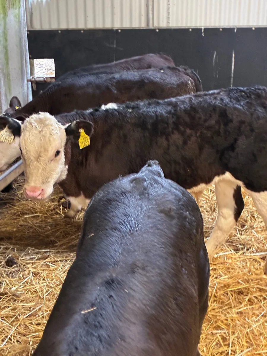 20 SUPER QUALITY REARED HEX/AA/LIM BULL RUNNERS - Image 1