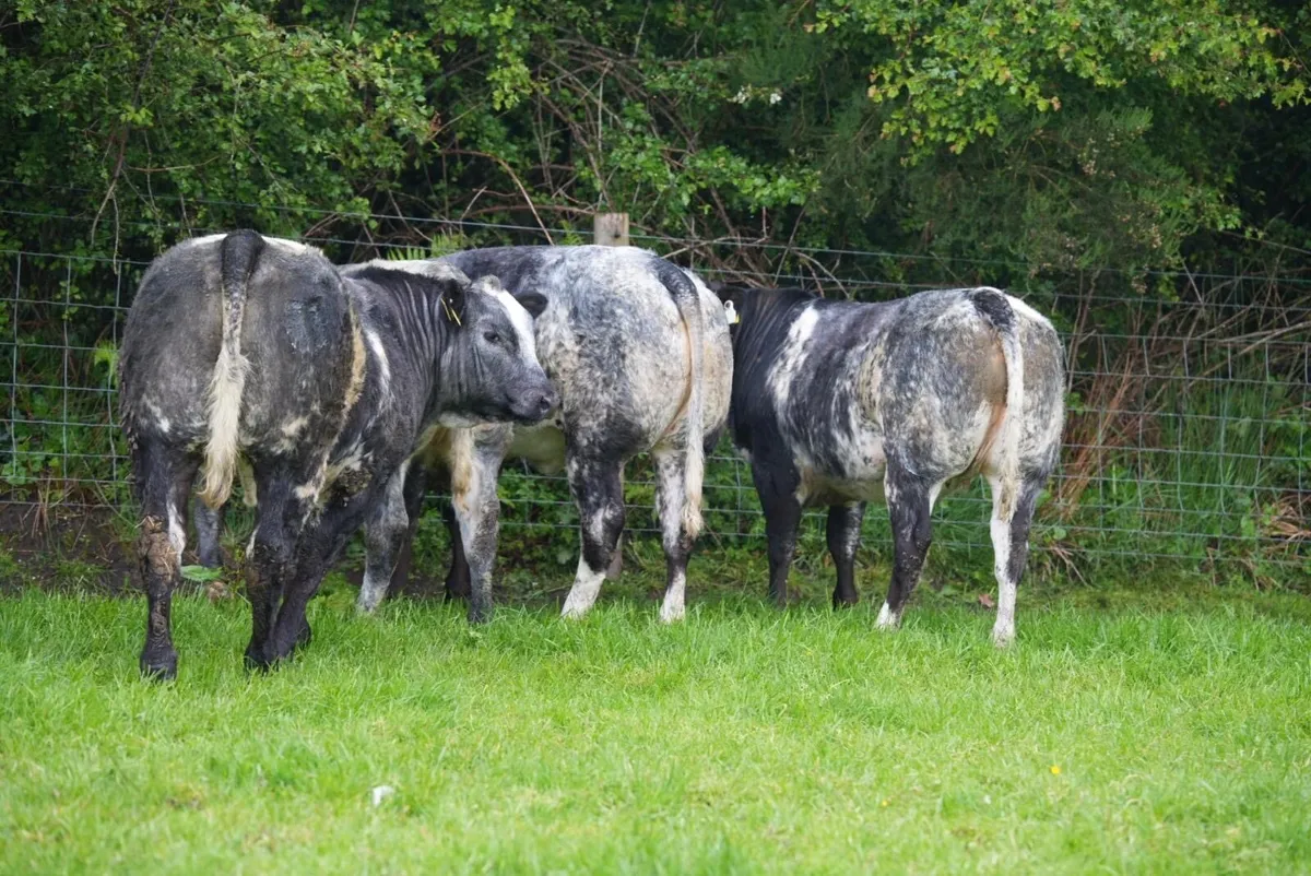 Roan Blue Heifers for Gortatlea Mart - Image 1