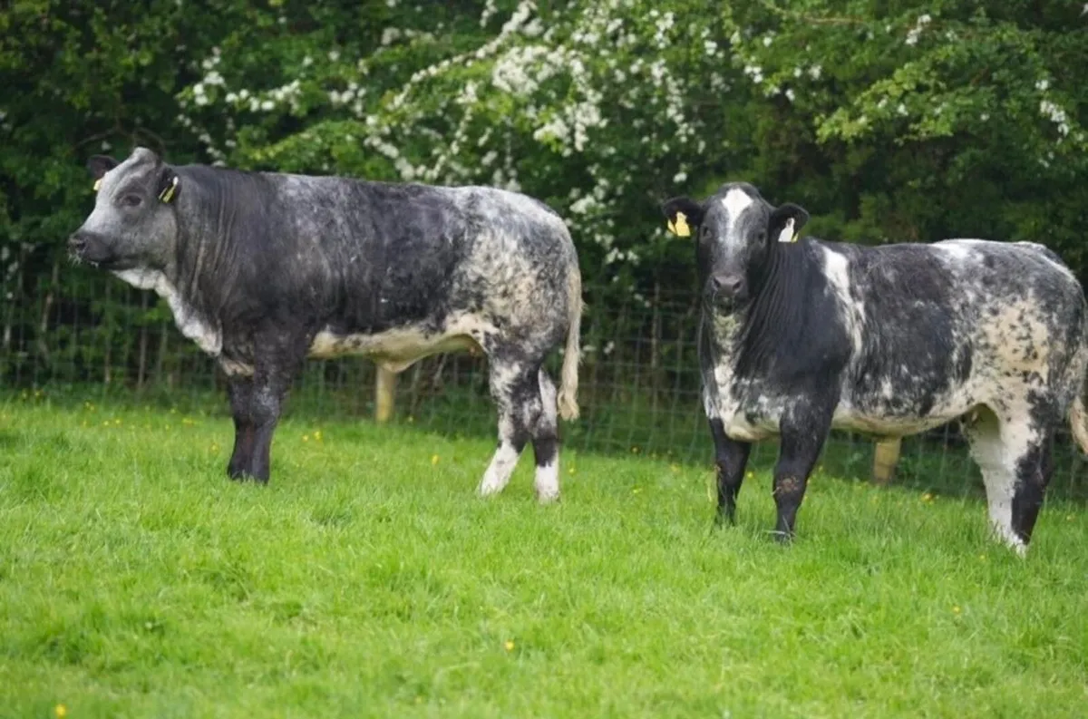 Roan Blue Heifers for Gortatlea Mart - Image 2