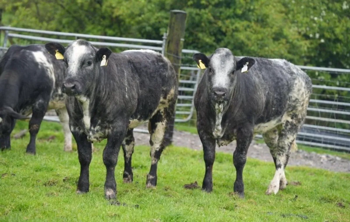 Roan Blue Heifers for Gortatlea Mart - Image 3