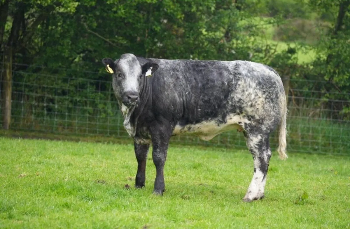Roan Blue Heifers for Gortatlea Mart - Image 4