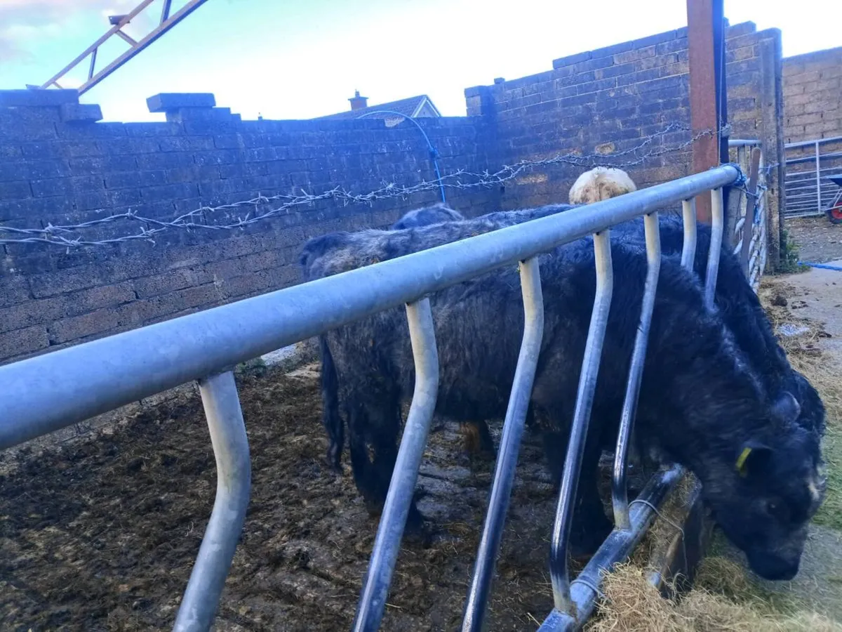 Blue Shorthorn Bull For Sale. - Image 3