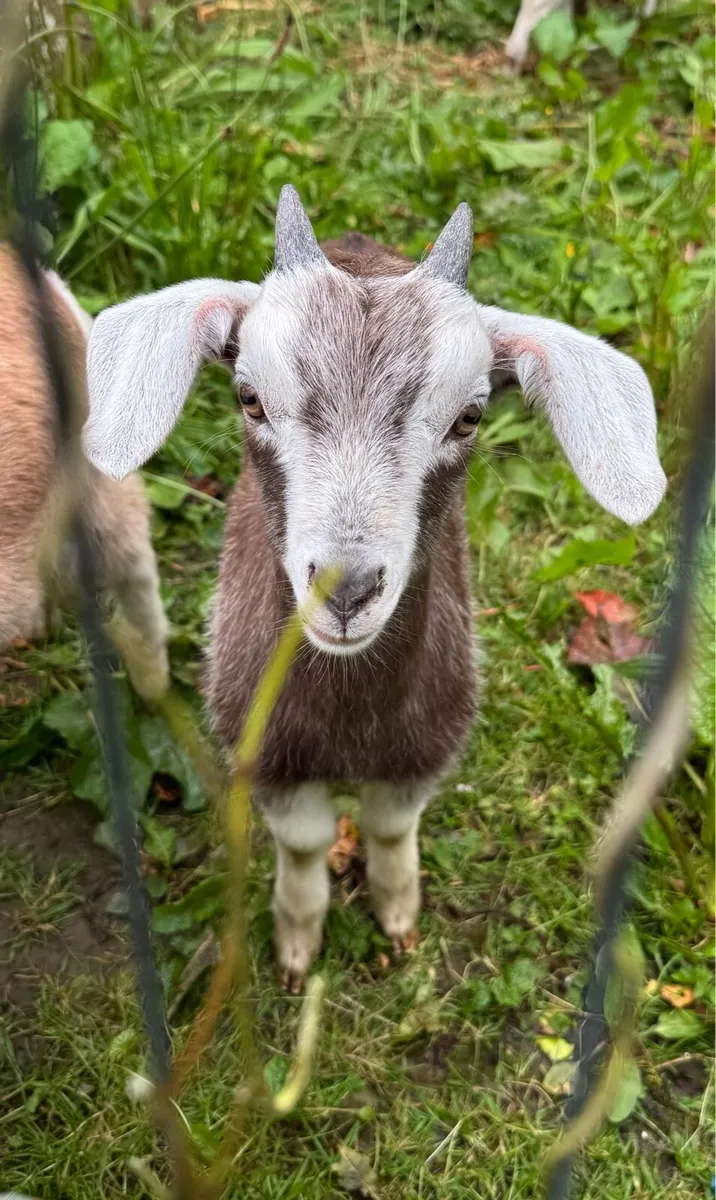 Puck goat - Image 2