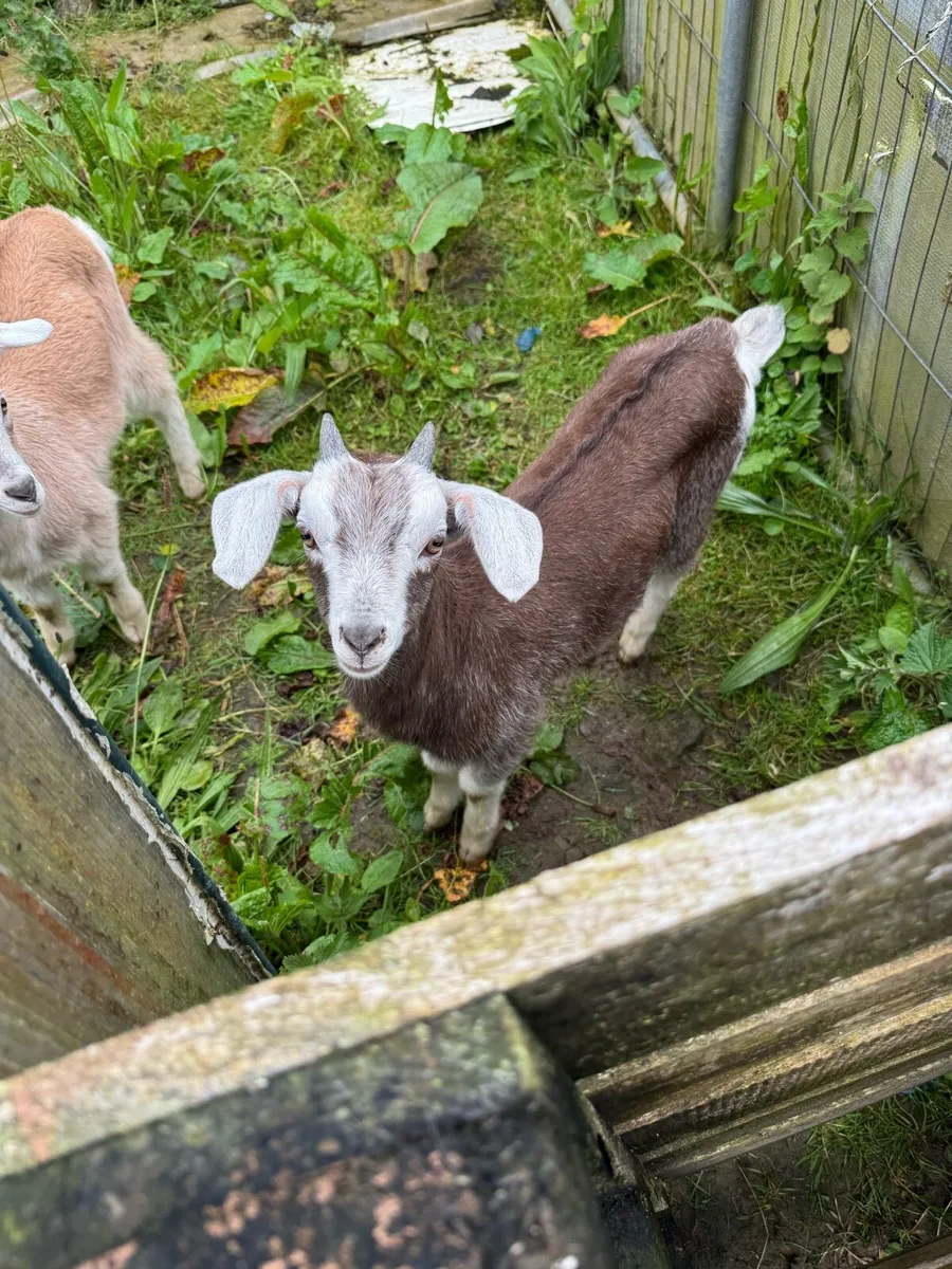 Puck goat - Image 3