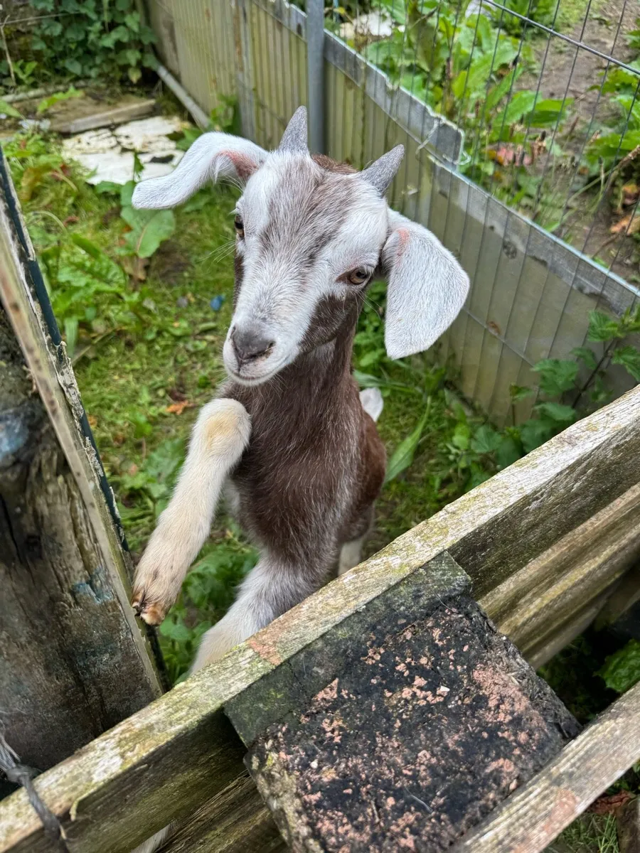 Puck goat - Image 1