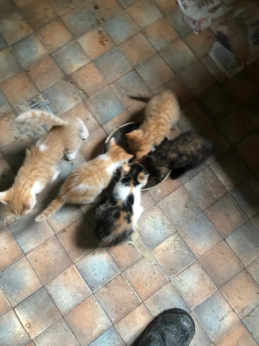 Kitten's - Image 1