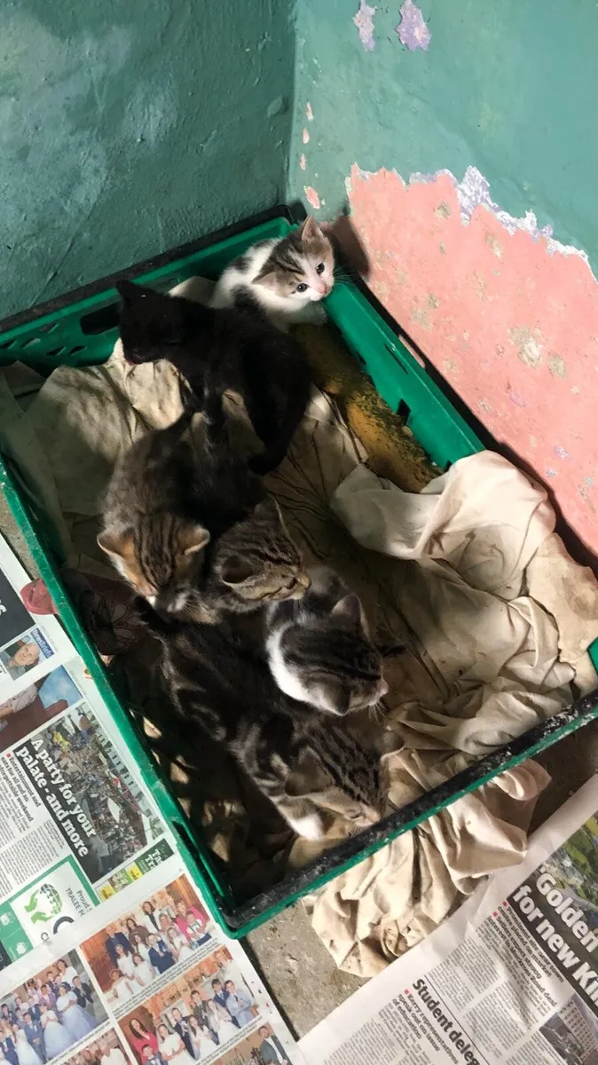 Kitten's - Image 2