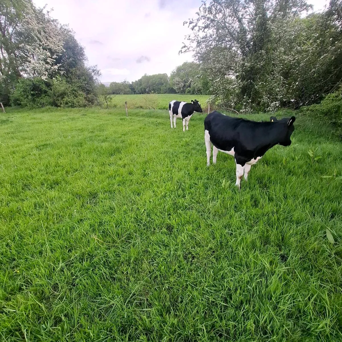 Friesian Heifers - Image 1