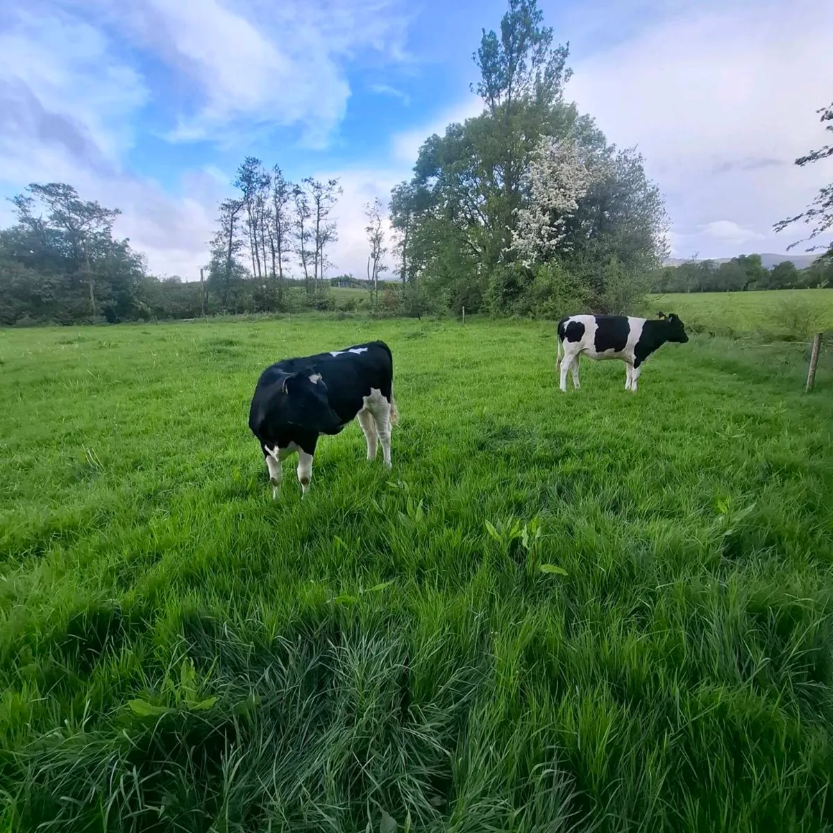 Friesian Heifers - Image 2