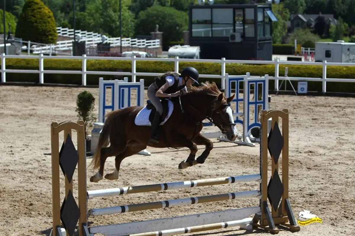 15hh 5yo All-rounder Mare- Mother Daughter Share - Image 4