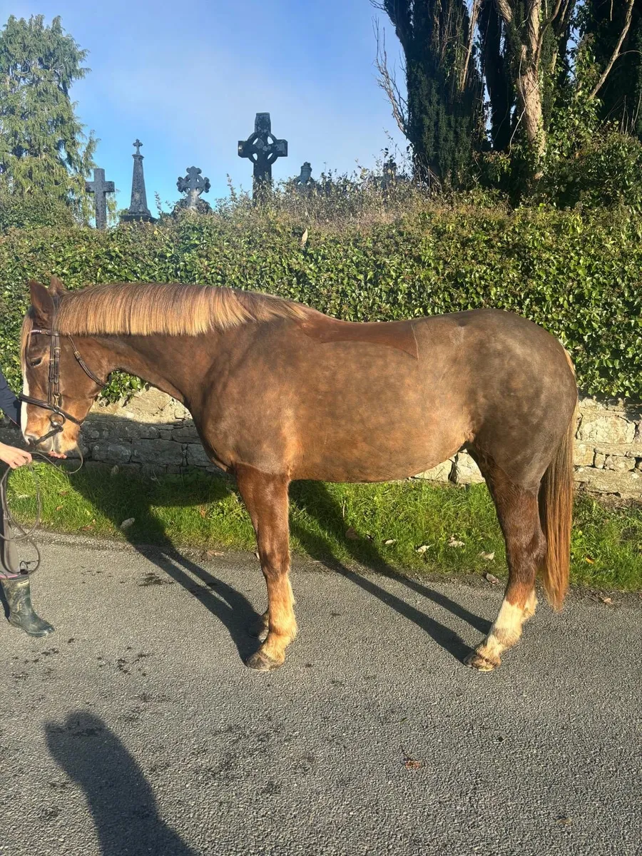 15hh 5yo All-rounder Mare- Mother Daughter Share - Image 1