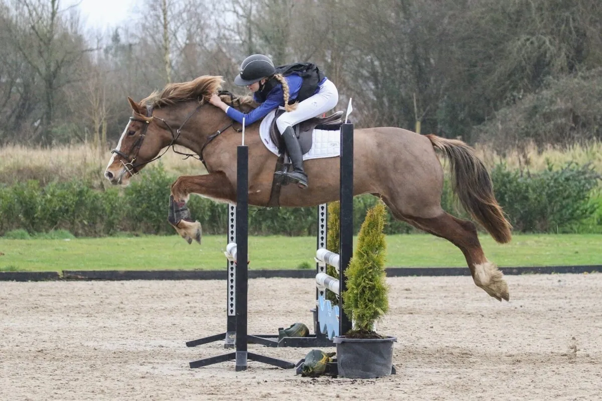 15hh 5yo All-rounder Mare- Mother Daughter Share - Image 2