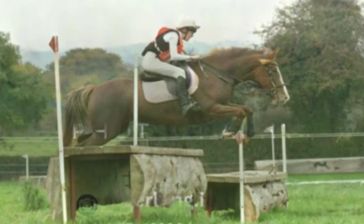 15hh 5yo All-rounder Mare- Mother Daughter Share - Image 3
