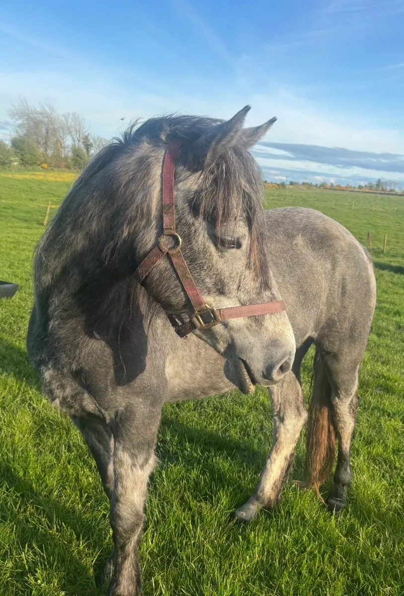 Connemara pony - Image 1