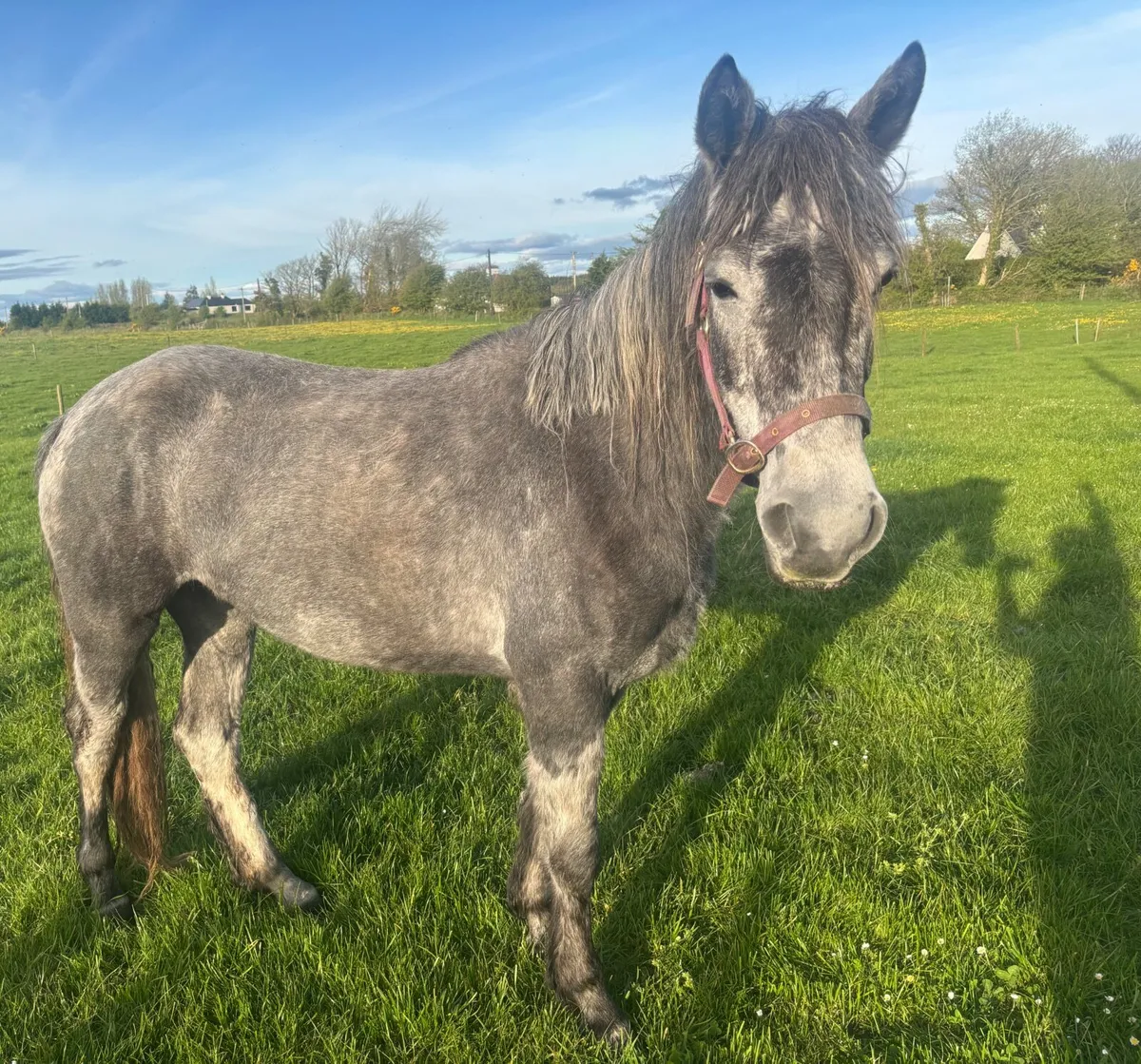 Connemara pony - Image 3
