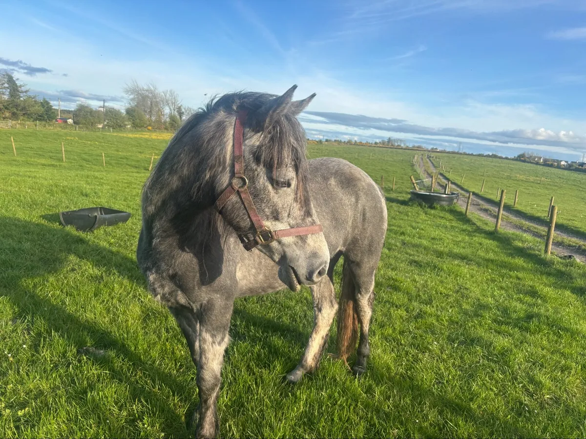 Connemara pony - Image 4