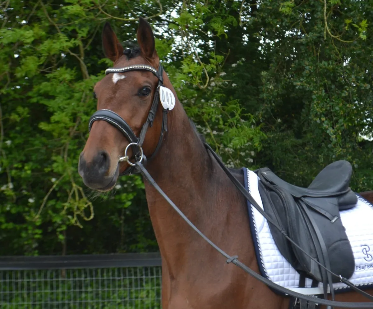 15hh 4yr old gelding - Image 1