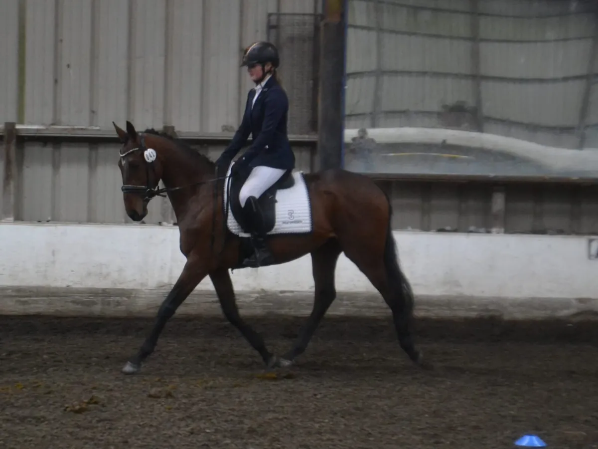 15hh 4yr old gelding - Image 2