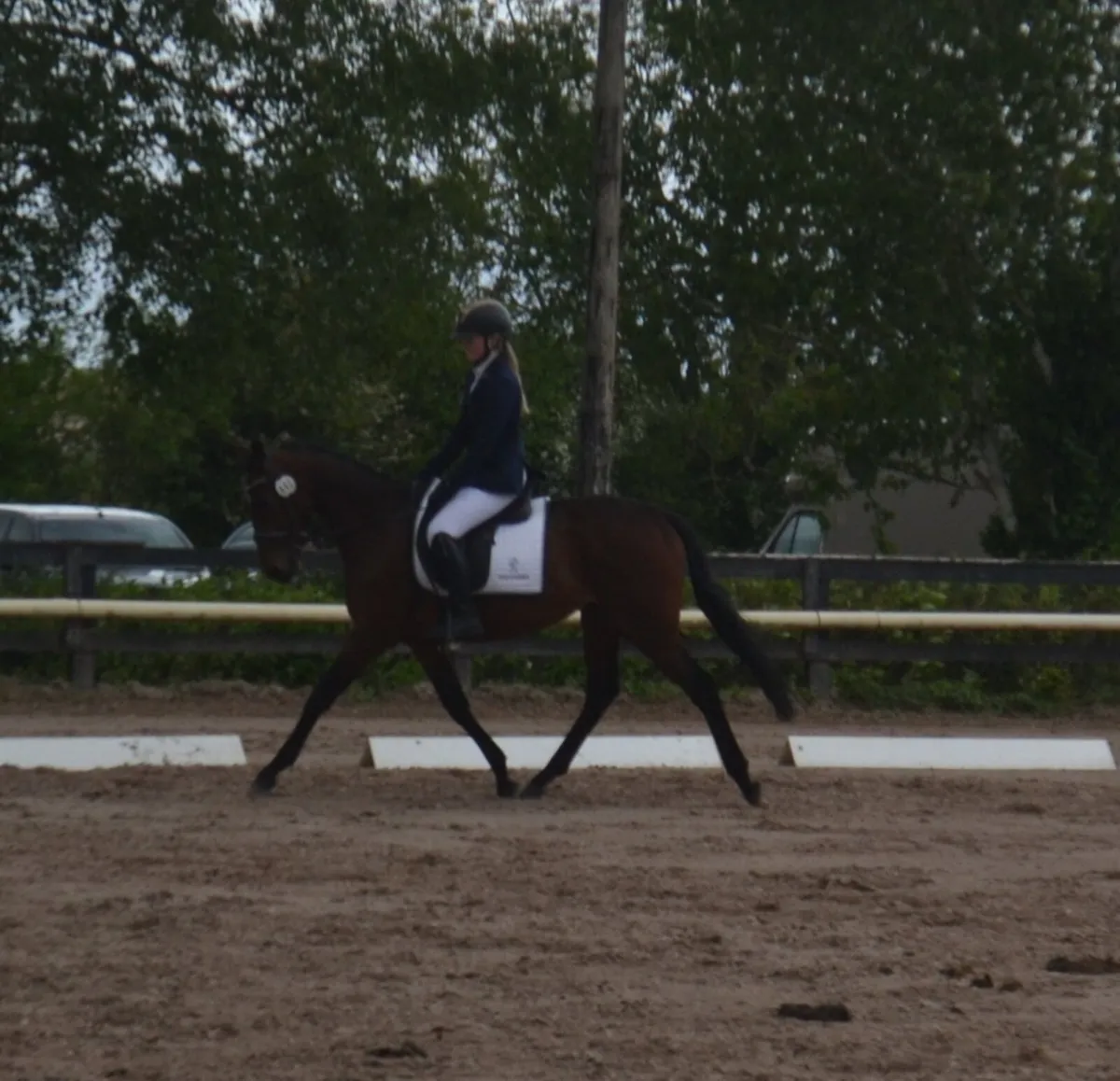 15hh 4yr old gelding - Image 3