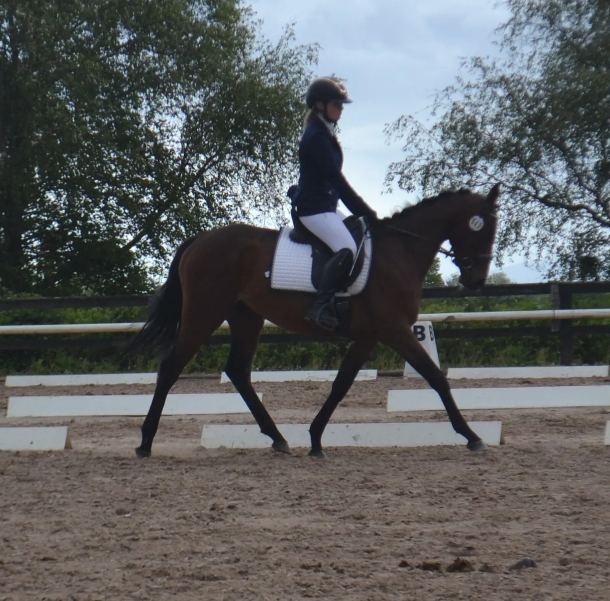15hh 4yr old gelding - Image 4