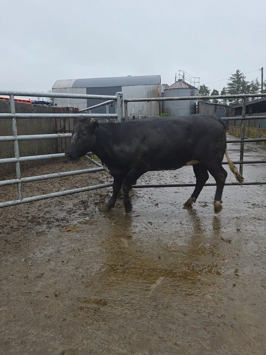 12 heifers for sale athenry mart 19th may - Image 2