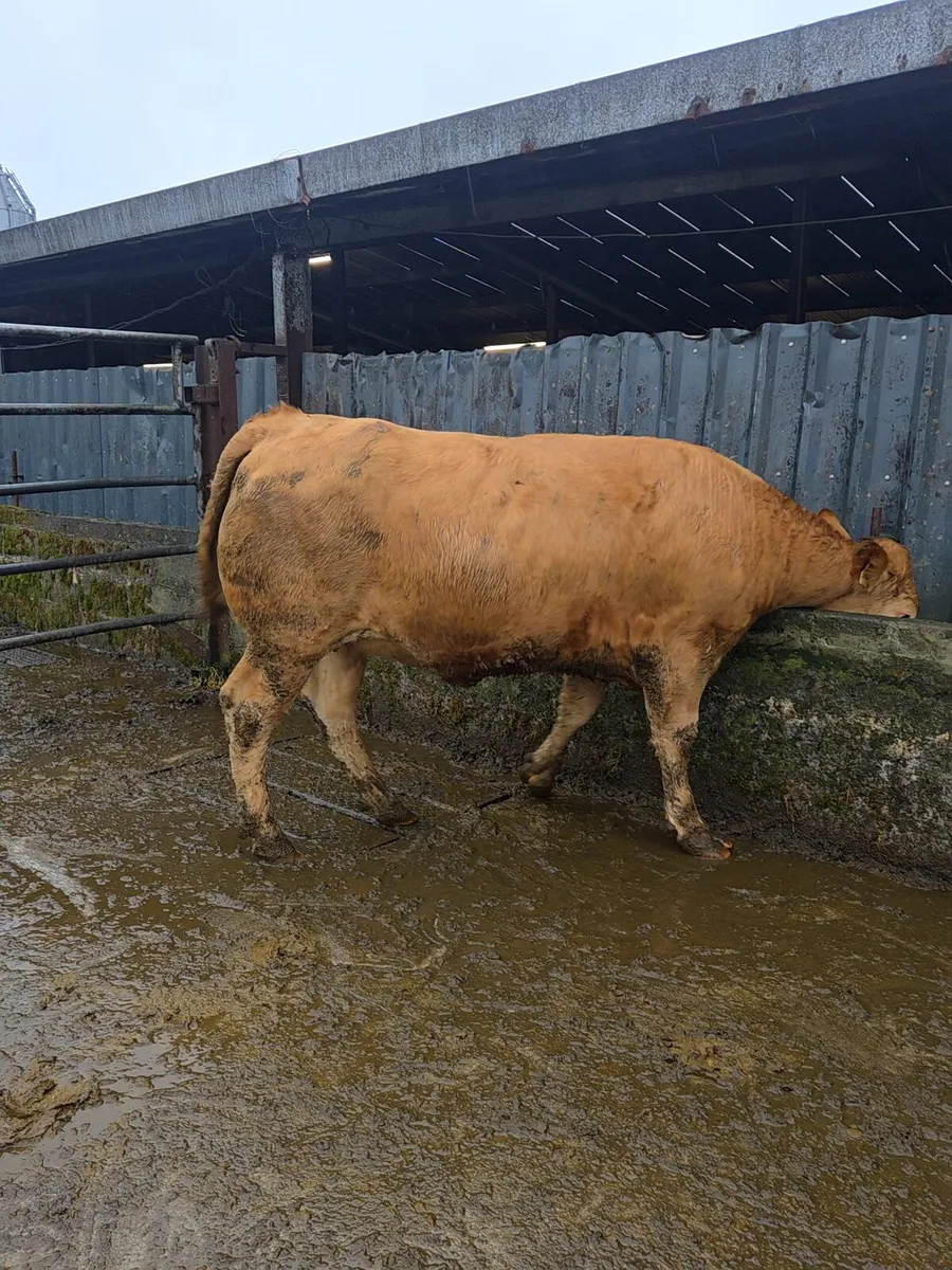 12 heifers for sale athenry mart 19th may - Image 3