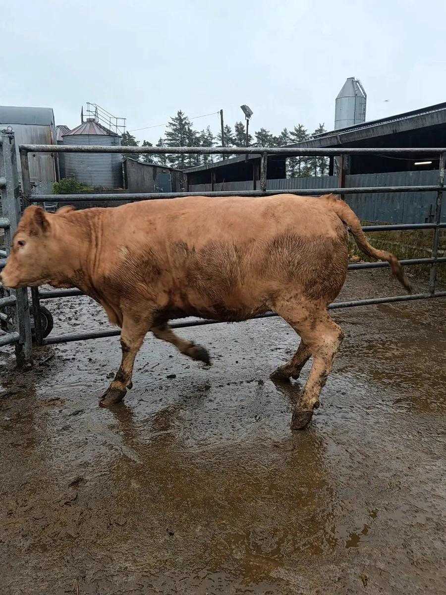 12 heifers for sale athenry mart 19th may - Image 4